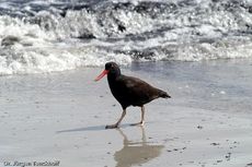 Schwarzer Austernfischer (4 von 14).jpg